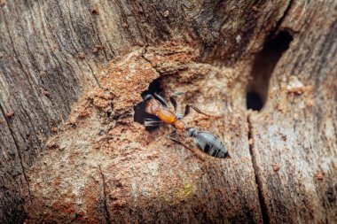 Yıpranmış ağaç gövdesinde yuva girişinden sürünen karıncalar, böcek habitatına yakın plan ve doğal orman ortamında kabuk dokusu. Tayland 'da fotoğraf, üretici ai yok.