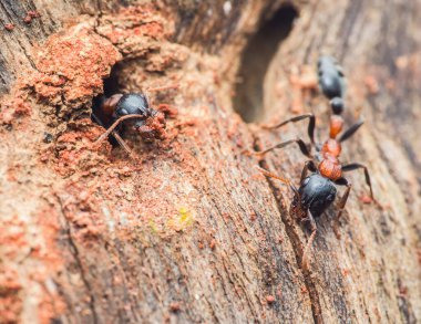 Siyah ve kırmızı karıncalar yuvalarını oyuk bir ağaç gövdesine kurarak takım çalışmasını ve doğanın işleyişini gösteriyorlar. Tayland 'da fotoğraf, üretici ai yok.