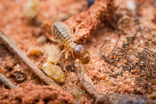 Kumlu kırmızımsı topraklarda hareket eden termit işçisi vücudunun ve yaşam alanının detaylarını gösteriyor. Haşere kontrolü kavramına odaklan. Tayland 'da fotoğraf, üretici ai yok.