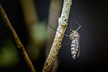 Aedes aegypti sivrisineği ince bir ağaç dalına tünemiş, dang, zika ve diğer virüsler tropikal hastalık riskini arttırıyor. Fotoğraf, üretken ai yok