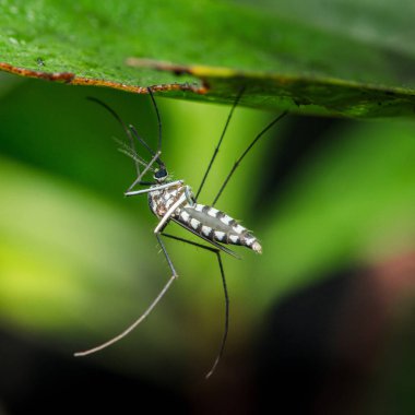 Sivrisinek aedes aegypti ve doğal yaşam ortamında hastalık vektörünün yeşil yaprak kaplama makrosu altında asılı çizgili vücut. Fotoğraf, üretken ai yok