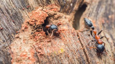 Karıncalar eski ahşap bir yuvayı aktif olarak kuruyor ve bakımını yapıyorlar. Takım çalışmalarını ve bir koloninin yoğun yaşamını vurguluyorlar. Tayland 'da fotoğraf, üretici ai yok.