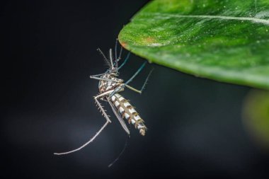 Yeşil yapraktan sarkan belirgin işaretleri olan çizgili sivrisinekler dang, zika, sıtma gibi hastalıkların taşıyıcısını sembolize ediyor. Fotoğraf, üretken ai yok