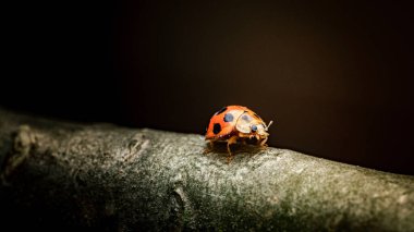 Uğur böceği, yıpranmış bir ağaç kabuğunda dinlenirken kırmızı benekli kabuk gösteriyor. Kırılgan bir yaban hayatını temsil ediyor. Fotoğraf, üretken ai yok