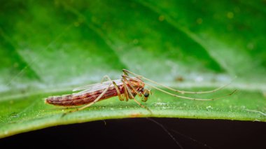 Mosquito-like midge perched on a bright green leaf, macro close-up showing delicate legs, antennae and textured exoskeleton. Photography, no generative ai