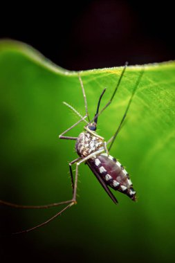 Aedes aegypti sivrisineği parlak yeşil bir yaprağın altına yapışmış, çizgili karnı olan tropik hastalık vektörünün makro görüntüsü. Fotoğraf, üretken ai yok