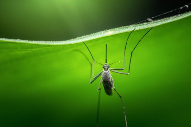 Uzun bacaklı ve antenli sivrisinek canlı yeşil yaprağın altına yapışmış, bulanık arka planda makro yaban hayatı portresi. Fotoğraf, üretken ai yok