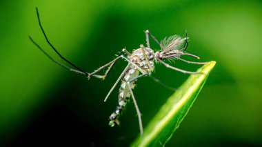 Yeşil bir yaprağa yapışmış sivrisinek, tüylü antenlerden oluşan detaylı bir makro ve ucunda bir su damlası, vahşi yaşam böcek bilimi çalışması. Fotoğraf, üretken ai yok