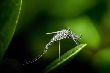 Yeşil bir yaprağın üzerinde dinlenen sivrisinek. Bu böcek, tropikal ve subtropikal bölgelerde sıkça rastlanan çeşitli hastalıkların taşıyıcısıdır. Fotoğraf, üretken ai yok