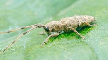 Uzun antenli ve benekli gövdeli Longhorn böceği (cerambycidae) canlı yeşil bir yaprak, makro doğa vahşi yaşam detayı üzerinde dinleniyor. Fotoğraf, üretken ai yok