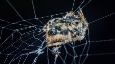 Koyu arkaplana karşı yapışkan ağa sabitlenmiş küre dokumacı örümcek, detaylı vücut ve yakın plan doğa çekiminde karmaşık dokuma deseni. Fotoğraf, üretken ai yok