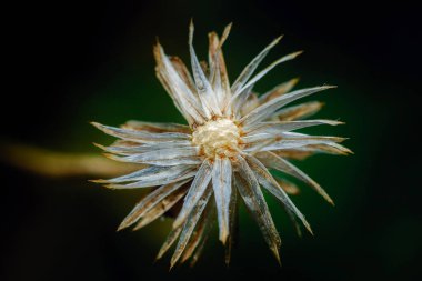 Kurumuş yabani çiçek başı, narin, şeffaf taç yaprakları ve yaşam döngüsünün tamamlanışını resmeden karanlık bir arka plan karşısında merkezi bir küme ortaya çıkarıyor. Fotoğraf, üretken ai yok