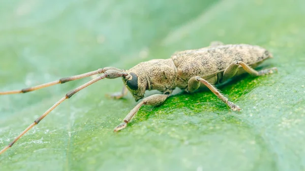 Uzun antenli ve benekli gövdeli Longhorn böceği (cerambycidae) canlı yeşil bir yaprak, makro doğa vahşi yaşam detayı üzerinde dinleniyor. Fotoğraf, üretken ai yok