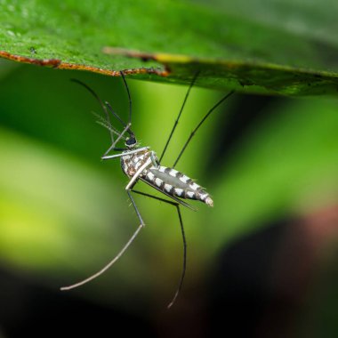 Aedes Sivrisinek, bilinen bir hastalık taşıyıcısı, doğal yaşam alanındaki yeşil bir yapraktan baş aşağı asılı, sağlık risklerini sembolize ediyor. Fotoğraf, üretken ai yok