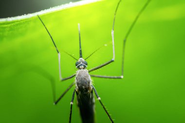 Sivrisinek canlı yeşil bir yaprağa baş aşağı tutunuyor, makro yakın plan narin bacakları, vücut detaylarını ve doğal dokuyu ortaya çıkarıyor. Fotoğraf, üretken ai yok