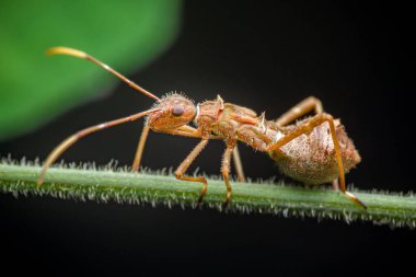 Suikastçı böcek perisi kıllı yeşil sapa yapışmış, yakın çekim makrosu kahverengi vücudu, antenleri ve doğal yaşam alanının detaylarını gösteriyor. Fotoğraf, üretken ai yok