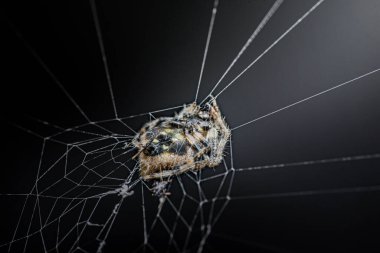 Örümcek karmaşık yapış yapış ağında dinleniyor. Koyu bir arka planda desenler ve saçlarla detaylandırılmış bir vücut. Gececi bir sahne. Fotoğraf, üretken ai yok