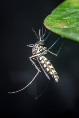 Yeşil bir yaprak, dang, zika ve sarı humma virüsleri üzerinde duran belirgin siyah beyaz çizgili Aedes aegypti sivrisineği. Fotoğraf, üretken ai yok