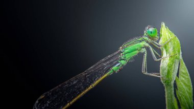 Yanardöner zümrüt gözlü yeşil bir kelebek canlı bir yaprağa tünemişti. Keskin bir makro detay, zıt bir arka plana karşıydı. Fotoğraf, üretken ai yok