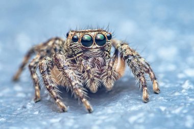 Dokulu yüzeyde sıçrayan örümcek, yakın çekim makrosu büyük anlamlı gözler, kıllı vücut ve bacaklar ve sessiz mavi-gri bir arka plan ortaya çıkarıyor. Fotoğraf, üretken ai yok