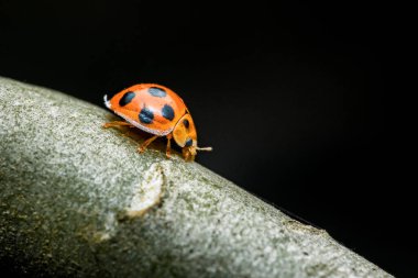 Ağaç dalında siyah benekli turuncu uğur böceği, makro yakın plan koyu bokeh arka plan, doğa detayı. Fotoğraf, üretken ai yok
