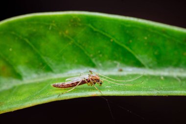 Sivrisinek benzeri bir böcek, muhtemelen bir midge ya da vinç, parlak yeşil bir yaprağın üzerinde, koyu bir arka planda dinleniyor, makro detayı gösteriyor. Fotoğraf, üretken ai yok