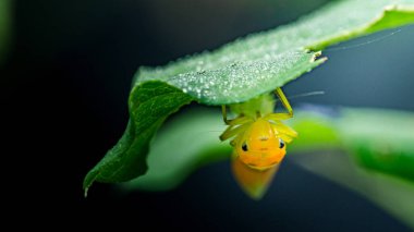 Çiğ kaplı yeşil bir yapraktan baş aşağı sarkan küçük sarı örümcek, makro detaylarda su damlacıklarının arasından süzülen turuncu yüz. Fotoğraf, üretken ai yok