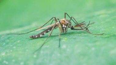 Yeşil yapraklı sivrisinek, hastalık riskini ve Dang, Sıtma ve Zika 'nın bulaşma tehdidini vurgulayan makro yakın plan. Fotoğraf, üretken ai yok