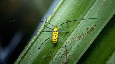 Siyah benekli sarı uzun boynuzlu böcek ve canlı yeşil bir yaprağa tünemiş uzun antenler, egzotik desen ve doku gösteren ayrıntılı makro. Fotoğraf, üretken ai yok