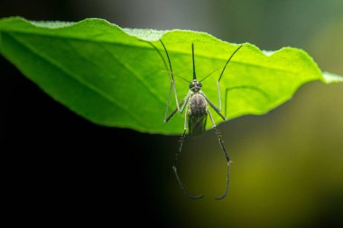 Sivrisinek yeşil bir yaprağa tünemiş, keskin makro detaylar ve yumuşak bulanık arka planla kameraya bakıyordu. Fotoğraf, üretken ai yok