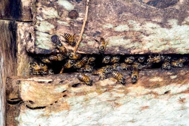 Bal arıları içi boş eski bir ağaç gövdesindeki vahşi bir yuvaya akın ediyorlar. Meşgul koloni aktivitelerine yakın çekim yapıyorlar. Fotoğraf, üretken ai yok