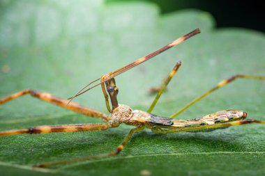 İplik bacaklı suikast böceğinin makro yakın çekimi canlı yeşil bir yaprağın üzerine tünemiş, hassas bacakları ve yırtıcı detayları gösteriyor. Fotoğraf, üretken ai yok