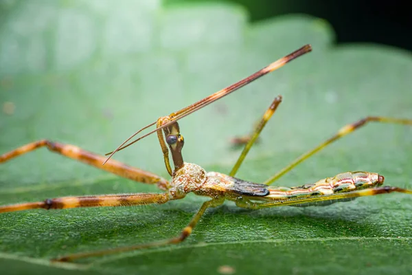 İplik bacaklı suikast böceğinin makro yakın çekimi canlı yeşil bir yaprağın üzerine tünemiş, hassas bacakları ve yırtıcı detayları gösteriyor. Fotoğraf, üretken ai yok