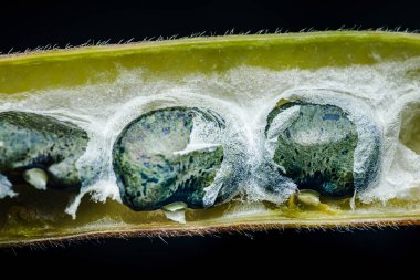 Kelebek bezelye tohumları açık yeşil bir kabuğun içinde gelişiyor, fibröz dokusunu ve botanik yapısını gösteren yakın çekim makrosu, taze büyüme. Fotoğraf, üretken ai yok