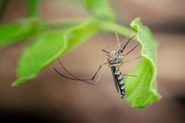 Aedes sivrisinekleri taze yeşil bir yaprağa tutunup hastalıklar için yaygın bir taşıyıcı olan çizgili bacakları ve vücut işaretlerini vurguluyor. Fotoğraf, üretken ai yok