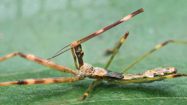 Suikastçı böcek, yeşil bir yaprağa tünemiş, uzun bir vücudu, kamufle edilmiş sopa mimiklerini ve detaylı makro dokuları gösteriyor. Fotoğraf, üretken ai yok