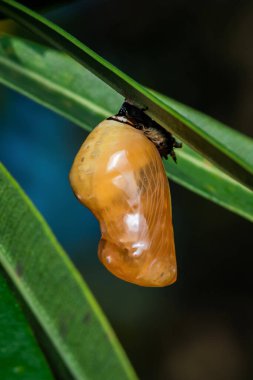 Yeşil yaprakta asılı olan krizalit, böcek yaşam döngüsünün ve dönüşüm ve gelişim kavramının bir aşamasını temsil ediyor. Fotoğraf, üretken ai yok
