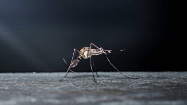 Isırmaya hazır sivrisinekler, makro yakın plan hortumlar ve hastalık bulaşma ve sağlık riski tehdidi. Fotoğraf, üretken ai yok