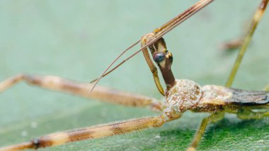 Sinsi gözlü, küçük su ölçen böcekler ve canlı yeşil bir yaprağın üzerinde duran uzun antenler, hassas anatominin makro detayları. Fotoğraf, üretken ai yok
