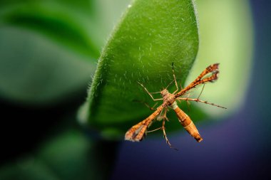 Dokulu yeşil yaprağa tünemiş güve, hassas kanatların ayrıntılı makro görüntüsü ve doğal bir doğal yaşam alanında anten. Fotoğraf, üretken ai yok