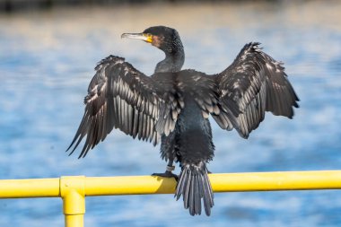 Karabatak kanatlarını kurutur.