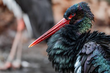 Siyah bir leyleğin yakın çekimi