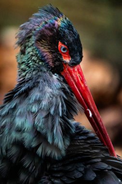 Siyah bir leyleğin yakın çekimi