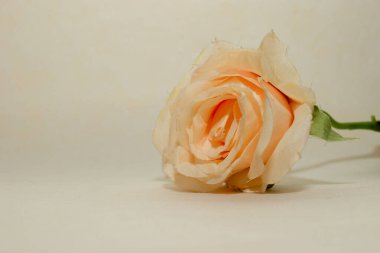 Işıklı arka planda güzel bir gül, yaz konsepti, yakın manzara