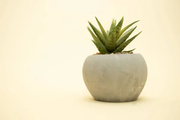 Kaktüs tencerede, beyaz arkaplanda izole.