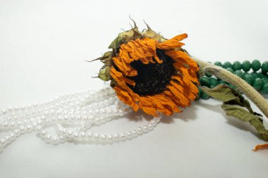 Beyaz arka planda güzel, parlak bir çiçek.