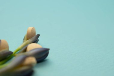 Mavi kağıtta bahar çiçekleri. Bahar çiçekleri Tebrik kartı. Paskalya. Paskalya kartı. Paskalya kartı.