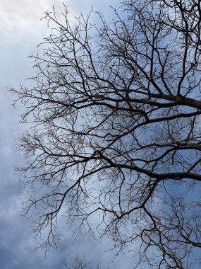 Bulutlu mavi gökyüzünde uzanan yapraksız ağaç dalları karmaşık bir doğal desen oluşturuyor. Görüntü sakin ve minimalist bir atmosferi çağrıştırıyor. Mevsimsel bir geçiş hissi, muhtemelen sonbaharın sonlarında.