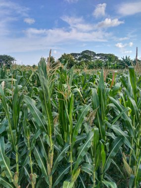 Tarım, doğa ve kırsal alanı temsil eden açık mavi gökyüzünün altında büyüyen uzun mısır tarlalarıyla dolu sağlıklı yeşil bir mısır tarlası.