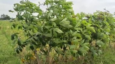 Kasava bitkilerinin kırsal bir pirinç tarlasında rüzgarla savrulduğu görüntüler, iklim değişikliğinin bir faktörü.